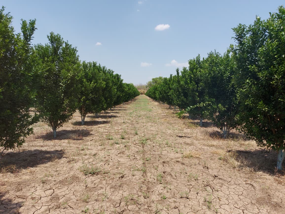 Horticulture Orchard